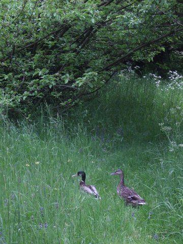 Winner in the 12-17 year olds - Ducks by Iona Mackinnon